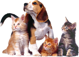 dogs